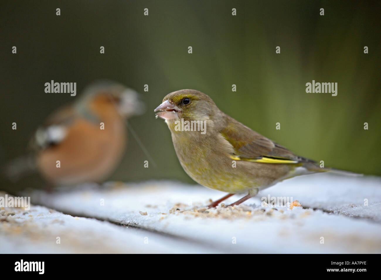 Verdone Carduelis chloris alimentando in snow Cornwall inverno 2006 Foto Stock