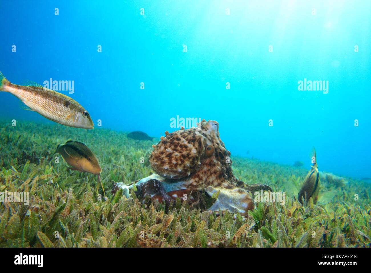 Reef octopus, goatfish e imperatore Foto Stock
