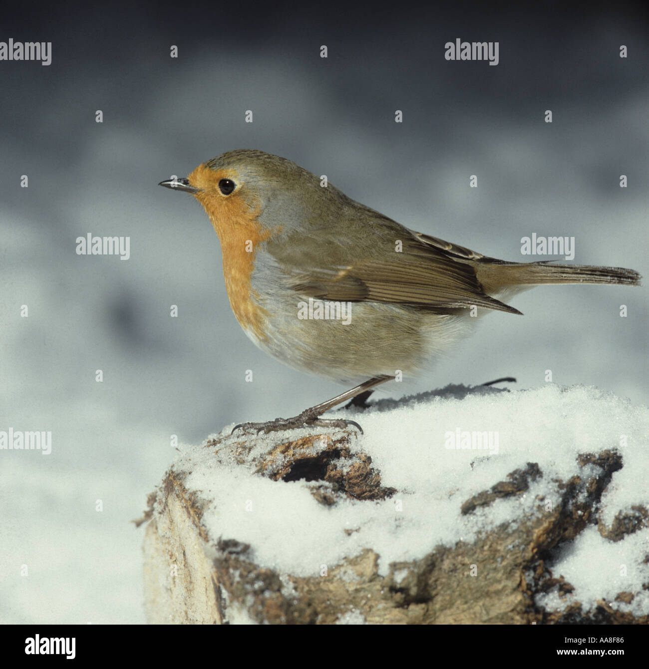 Robin arroccato su un registro nella neve Foto Stock