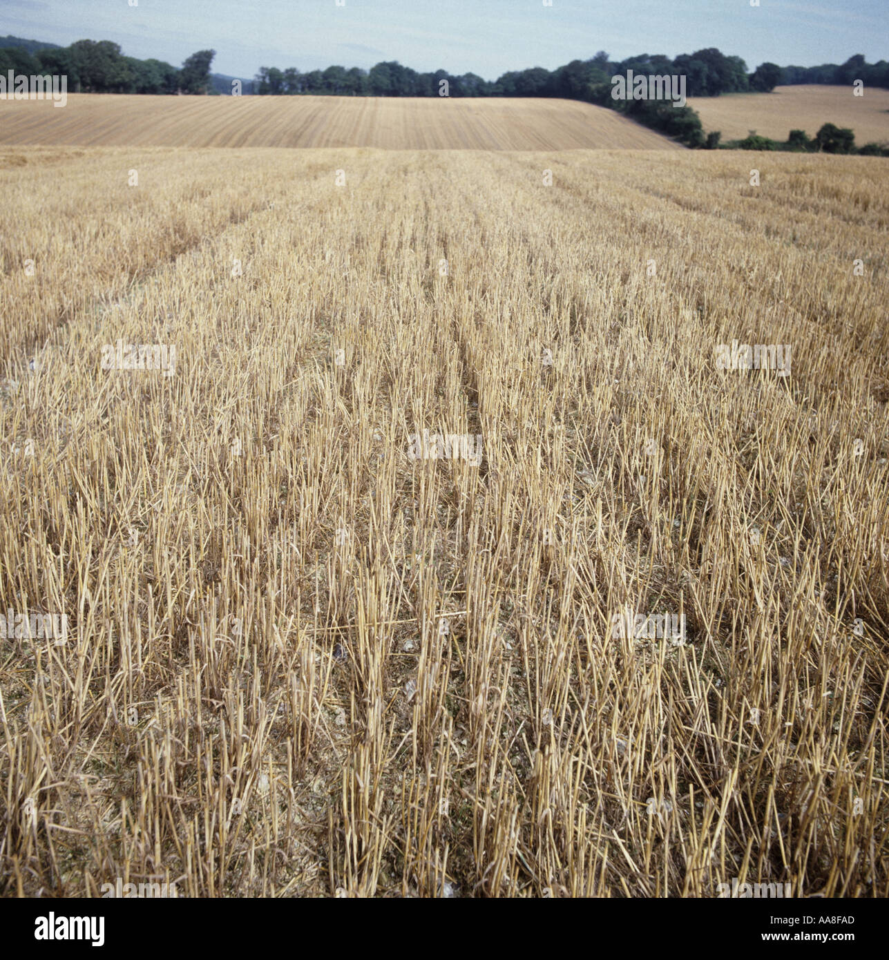 Privo di erbacce stoppie di cereali settore poco dopo il raccolto Foto Stock