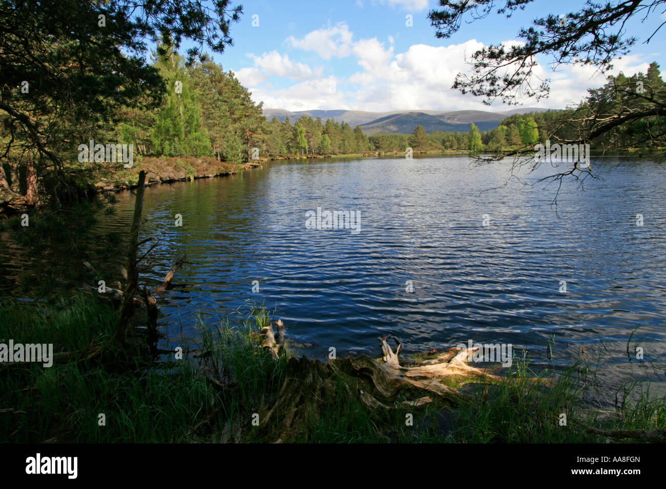Inshriach Forest Uath Lochan Scozia UK GB Foto Stock