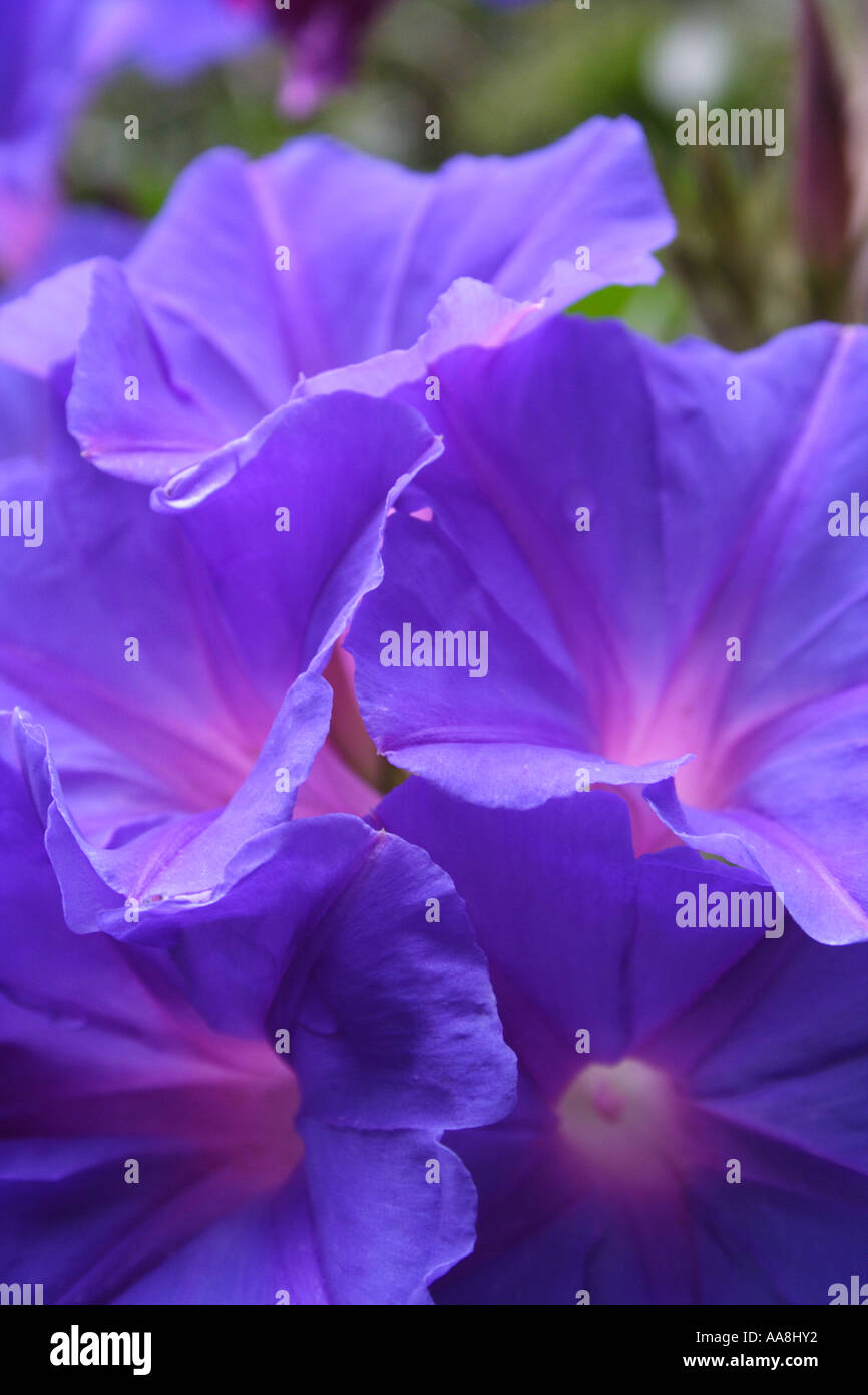 CLOSE UP di fiori viola BAPDA7482 Foto Stock