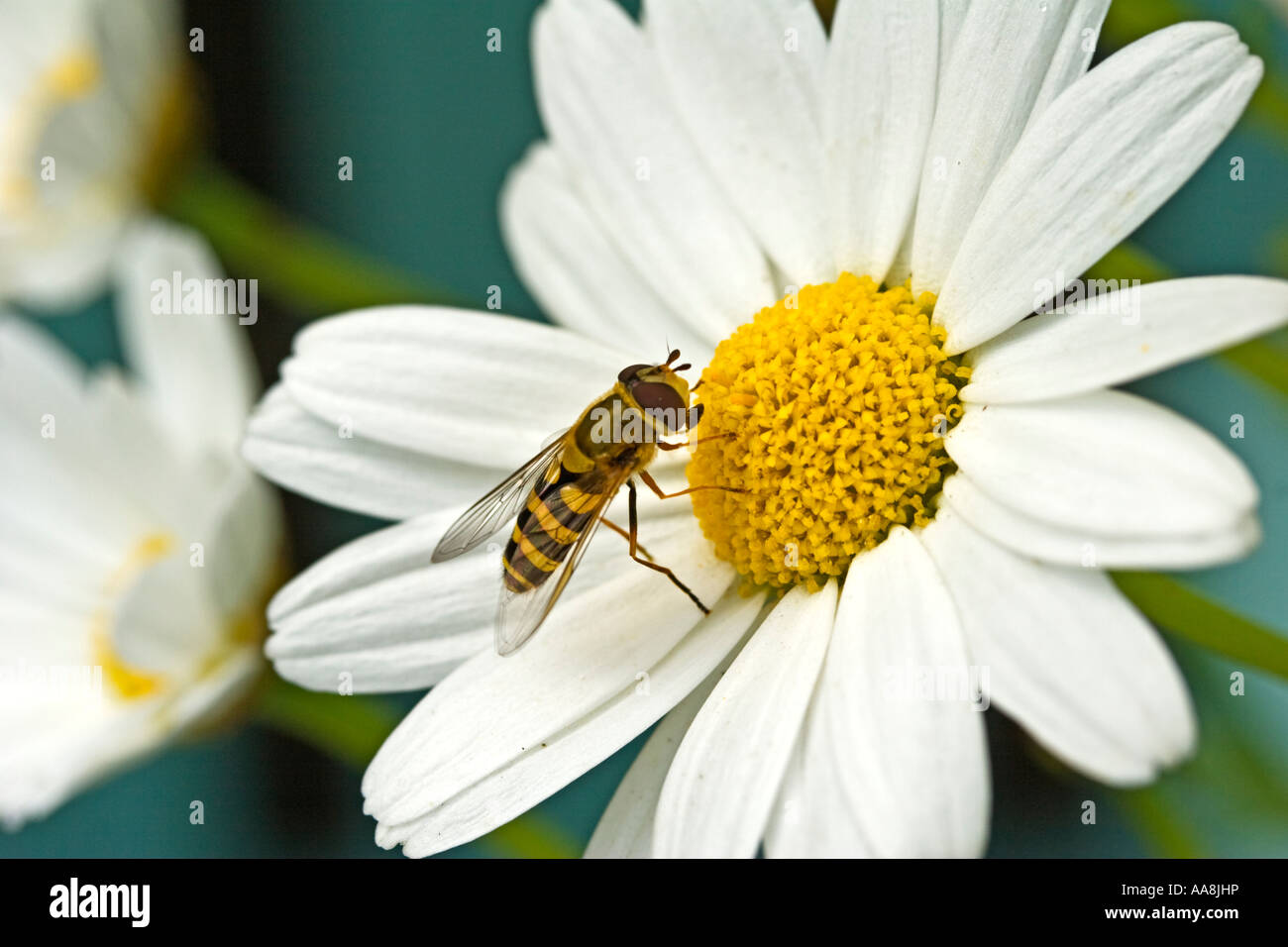 Un hoverfly su un marguerite fiore in un giardino inglese Foto Stock