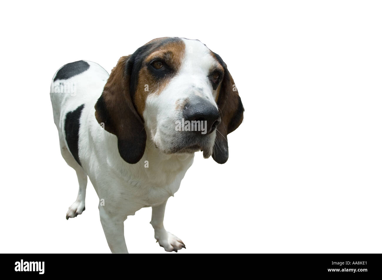 Vecchio cane di segugio Foto Stock
