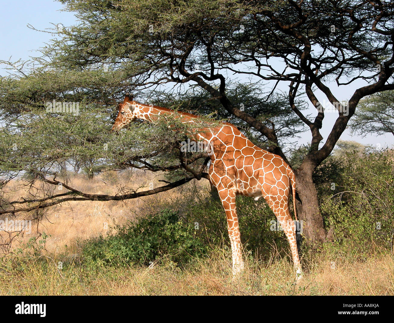 Giraffe reticolate di mangiare le foglie di un albero in Kenya Foto Stock