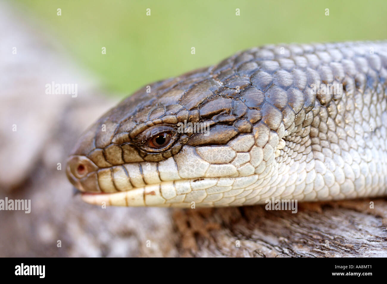 CLOSE UP di blue tongue LIZARD BAPDA7089 Foto Stock