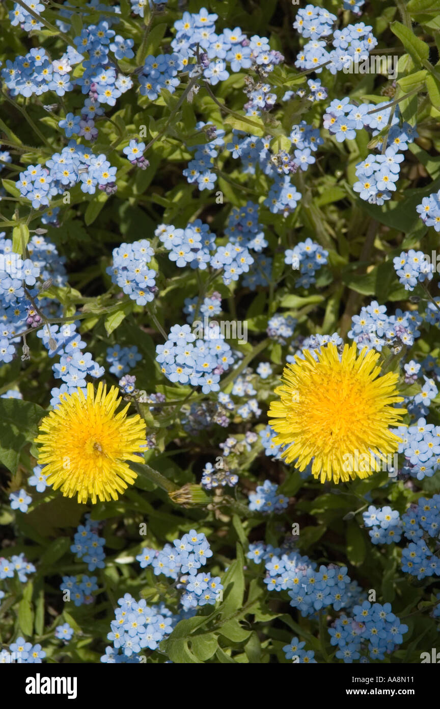 Due denti di leoni in un giardino di blu Dimenticare me not Foto Stock