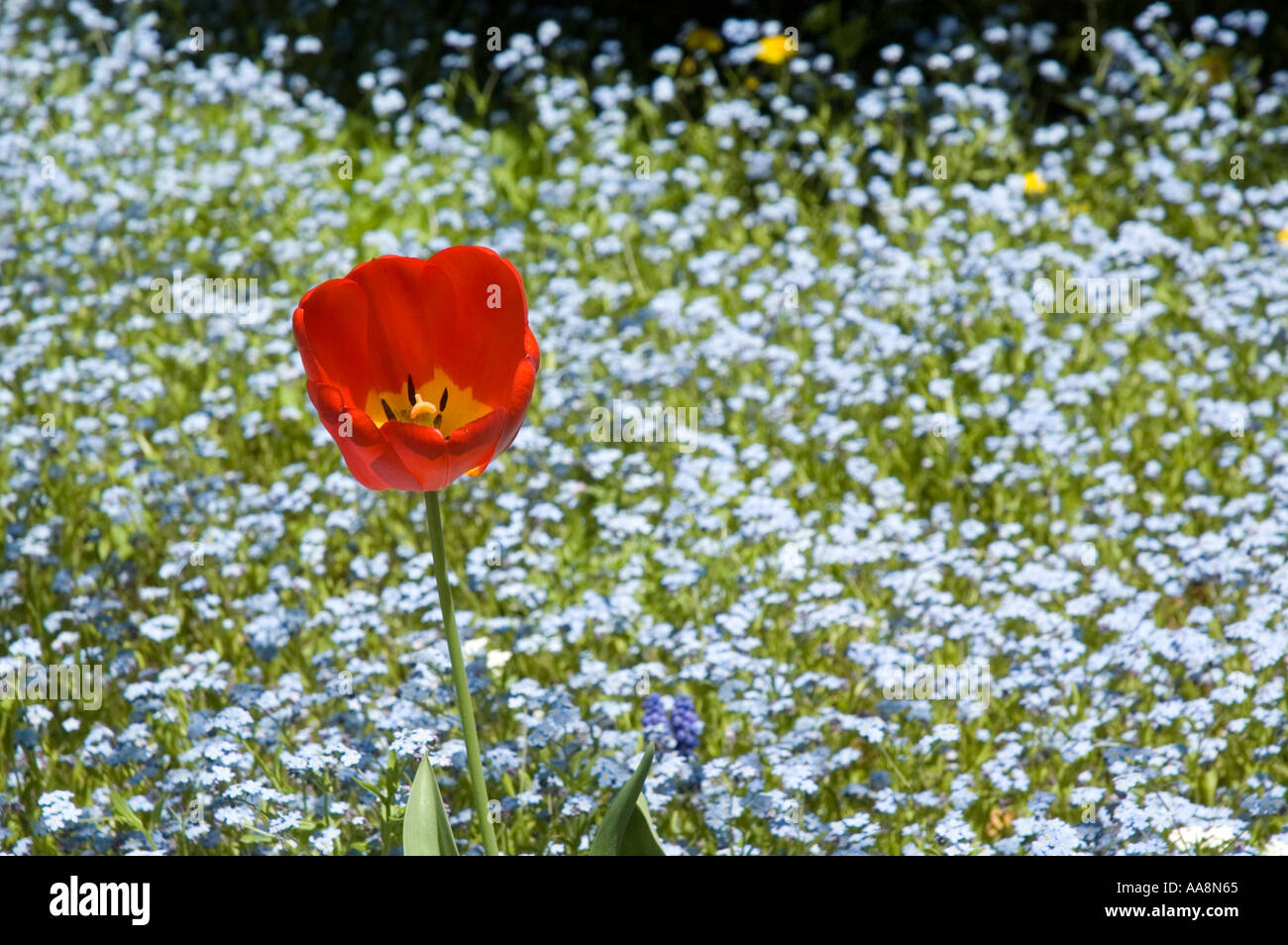 Uno rosso tulip tra campo blu di Dimenticare me not Foto Stock