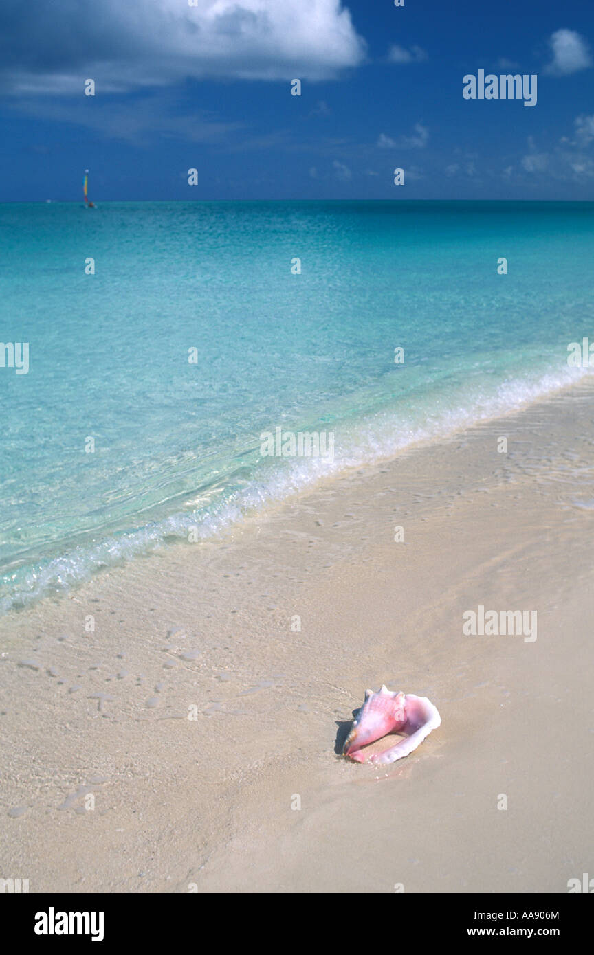 Caraibi Isole Turks e Caicos Provodinciales shell sulla spiaggia di Grace Bay Foto Stock