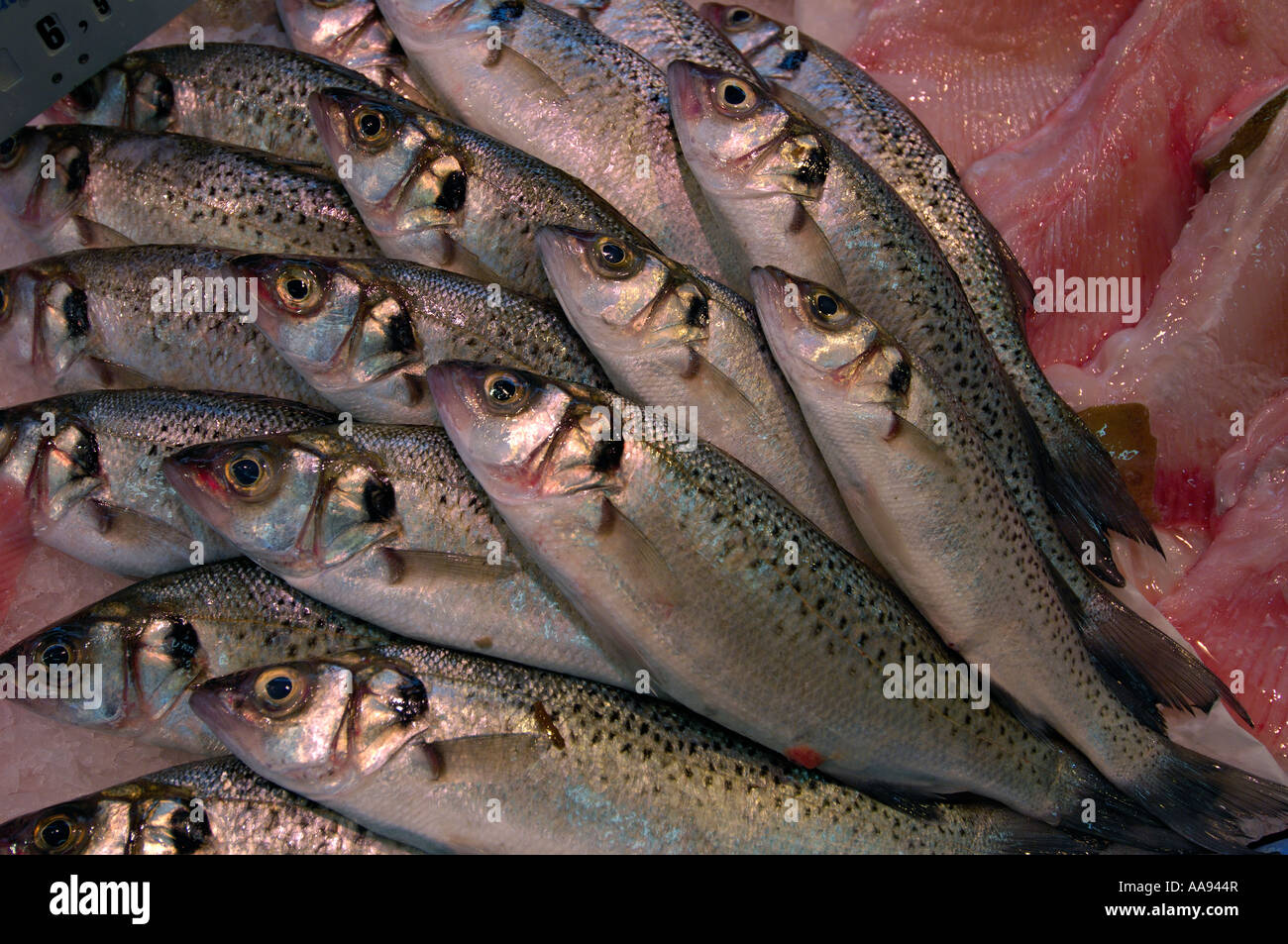 Righe di spotted spigola su un pescivendolo in stallo Foto Stock