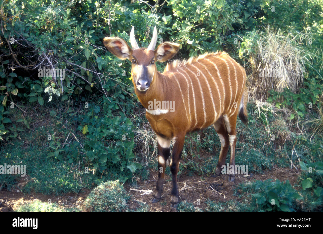 Bongo antilopi Kenya Africa orientale Foto Stock
