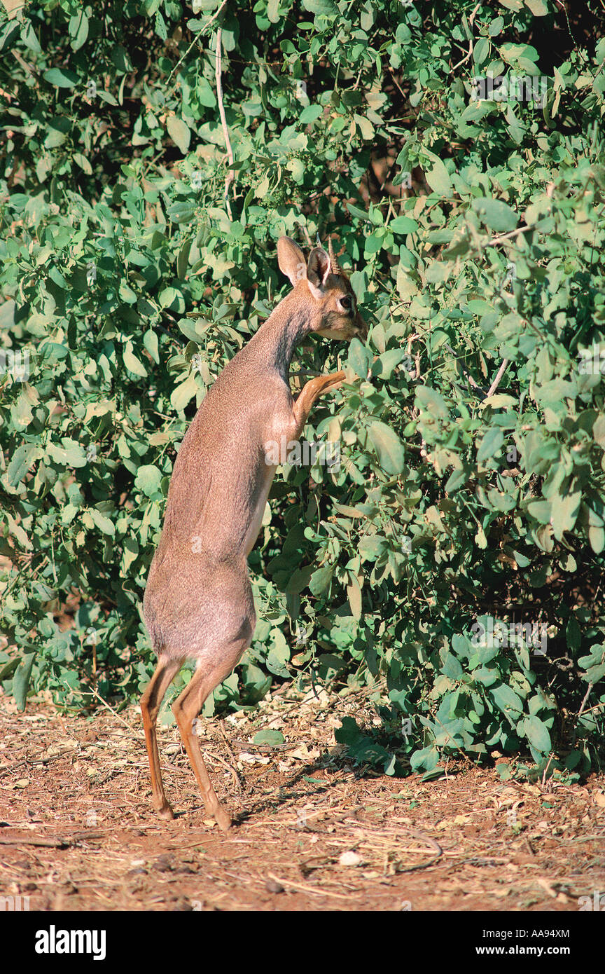 Kirk maschio s Dikdik sulle zampe posteriori di mangiare uno spazzolino da denti albero Salvadora persica Samburu Riserva nazionale del Kenya Foto Stock