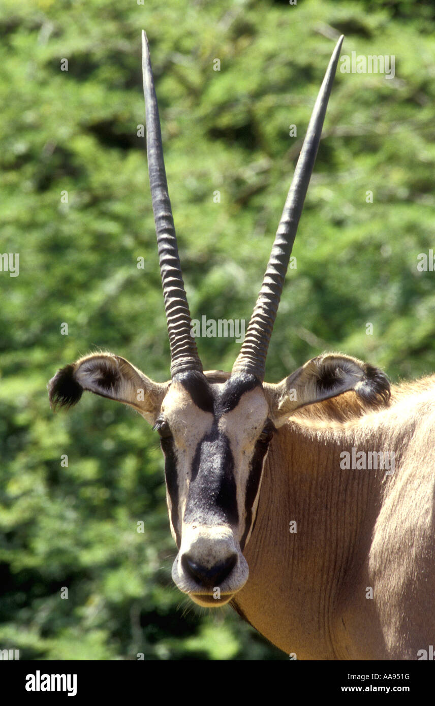 Close up ritratto di Fringe eared Oryx in Tsavo ovest del Parco Nazionale del Kenya Africa orientale Foto Stock