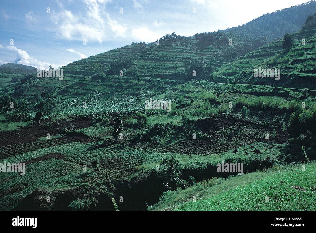 La coltura intensiva sulle piccole aziende agricole con terrazze a nord di Kigali in Ruanda una strada attraversa il pendio tarraced Foto Stock