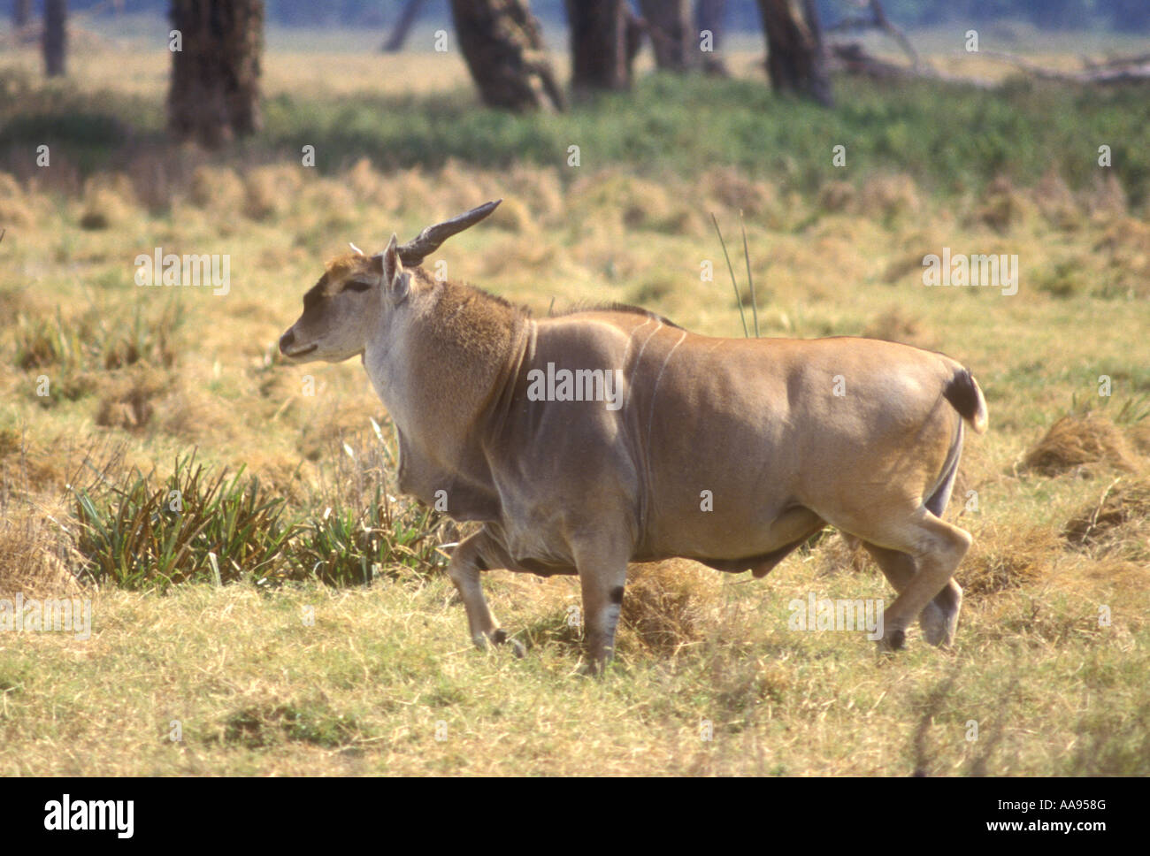 Profilo vista laterale dei maschi di Eland il più grande di tutti africani di antilopi nel cratere di Ngorongoro Tanzania Africa orientale Foto Stock