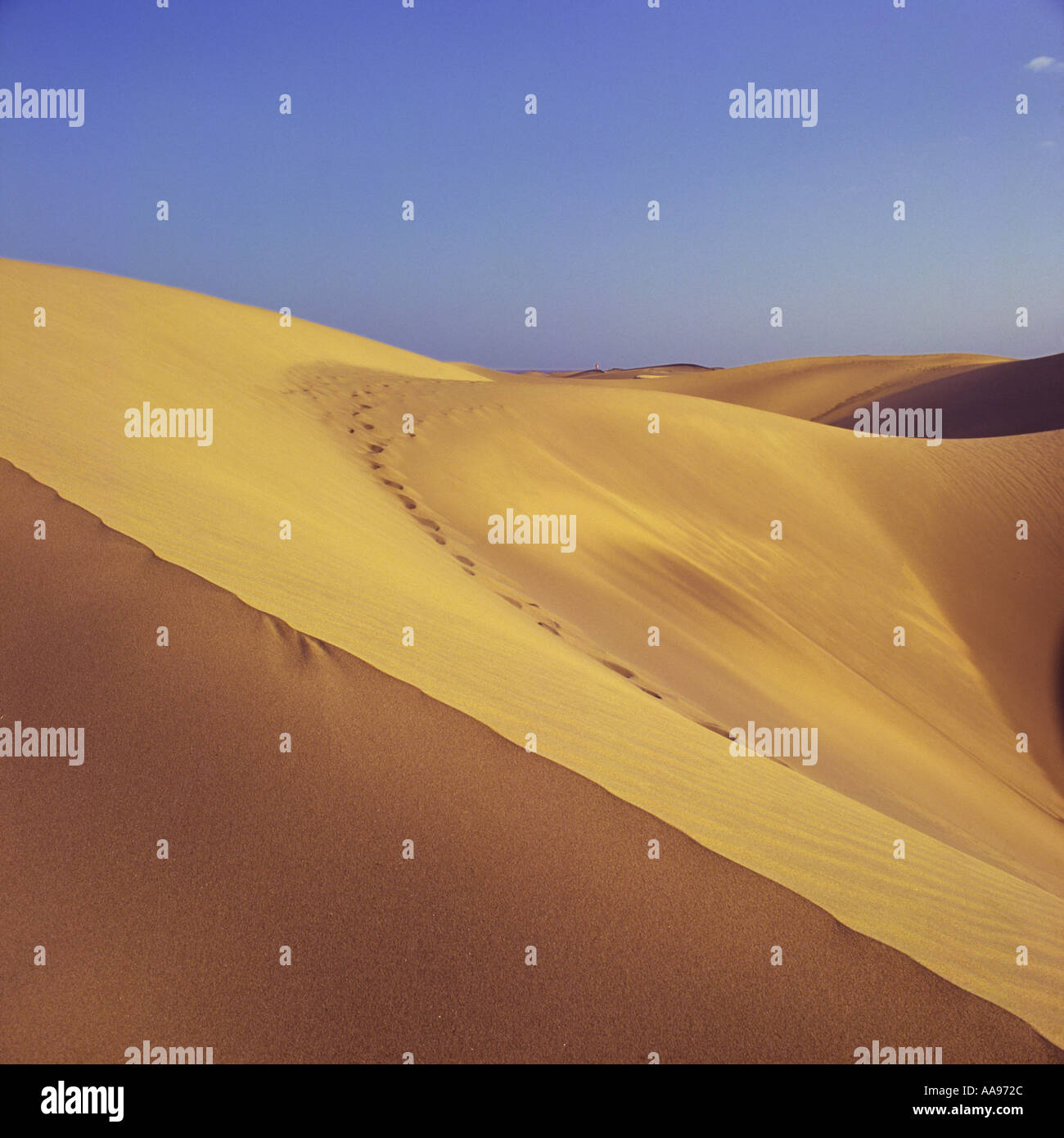 Inclinata larga sagomata a forma di vento giallo duna di sabbia nel tardo pomeriggio di sole Maspalomas Gran Canaria Isole Canarie Foto Stock