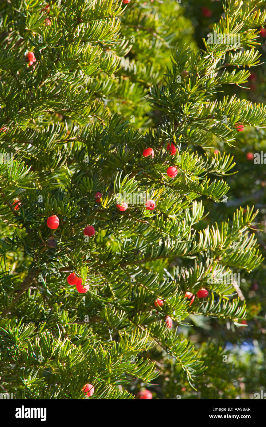 Yew bacche su un albero nel sagrato della chiesa di San Giacomo chiesa nel villaggio Costwold di Cranham Gloucestershire Foto Stock