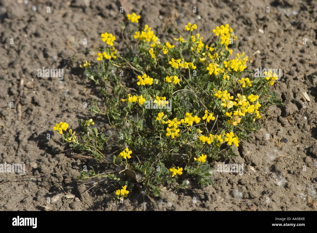 Molla gialla di montagna giardino di roccia pianta di piccole scorpion vetch - Leguminosae - Coronilla vaginalis Foto Stock