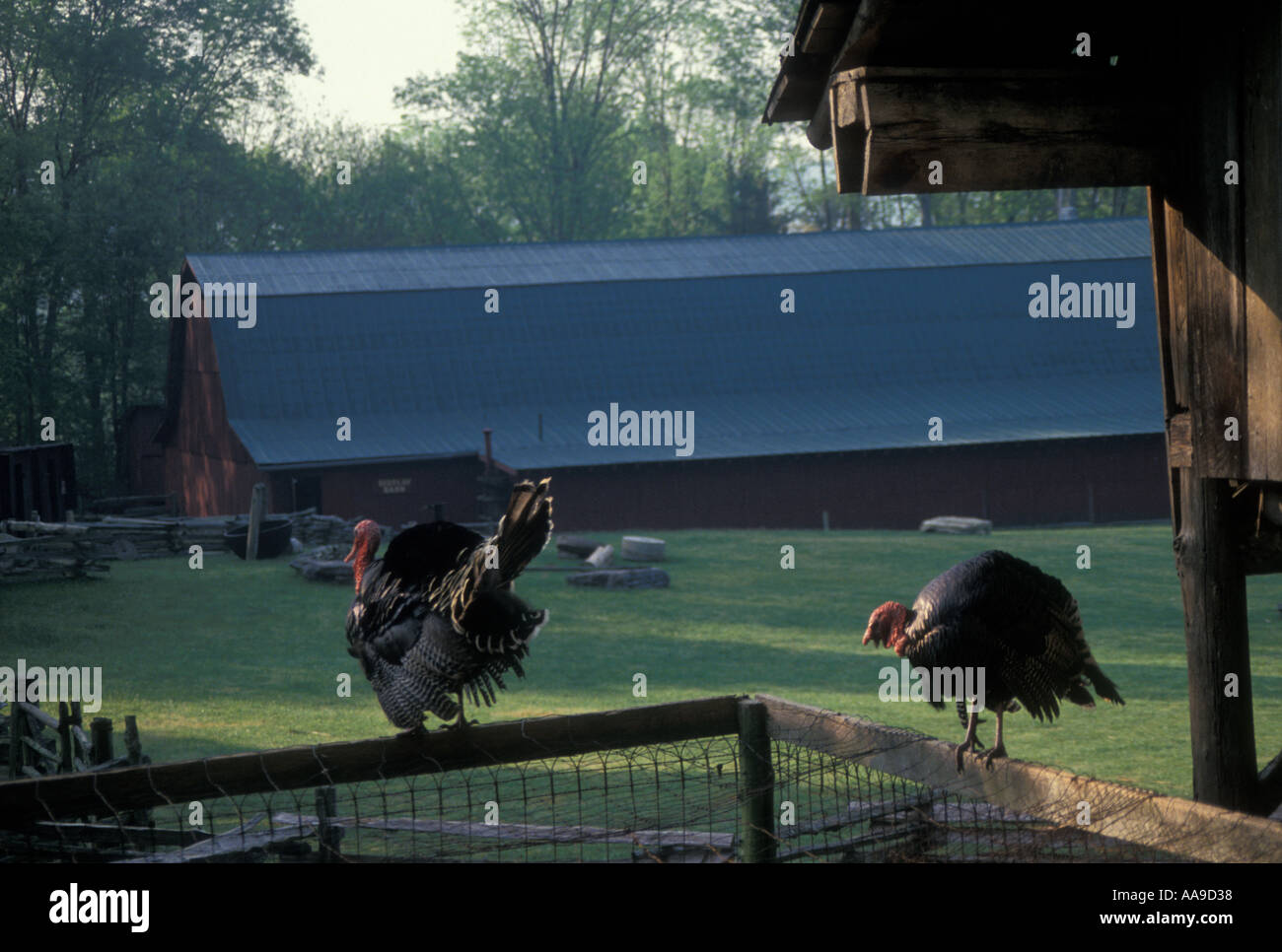 AJ11408, Norris, TN, Tennessee Foto Stock