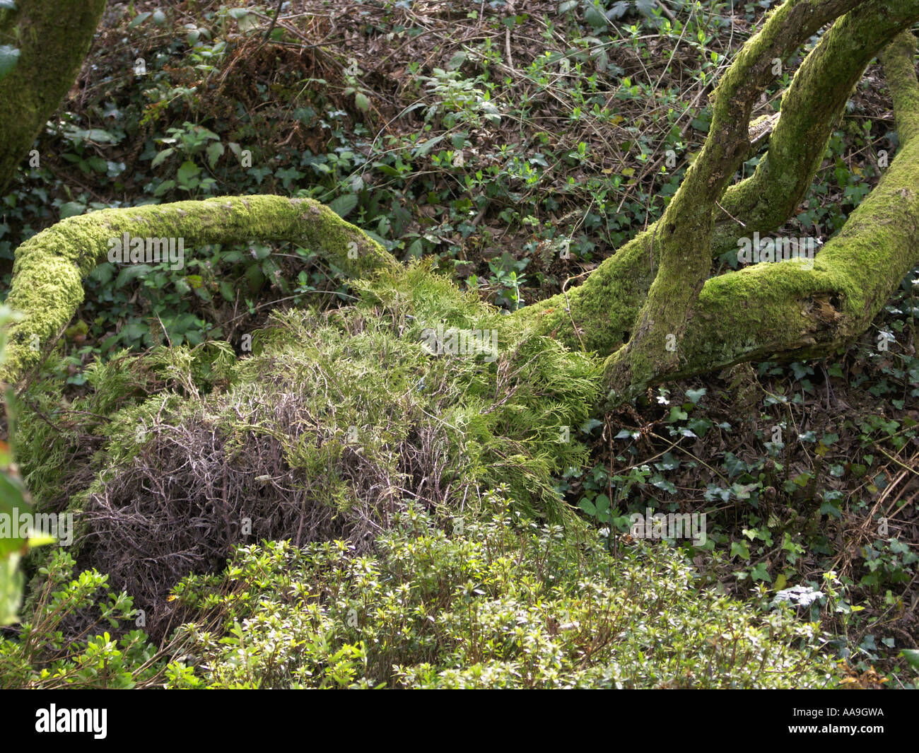 Scena rustico con treetrunks moss Foto Stock