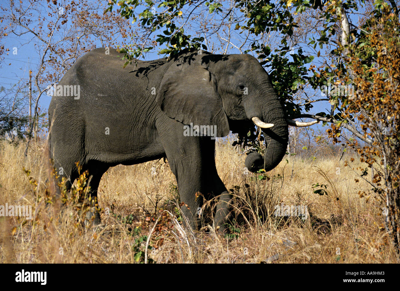 Elefante africano Loxodonta africana di mangiare le foglie in scrubby Foresta Parco Nazionale di Hwange Zimbabwe Foto Stock