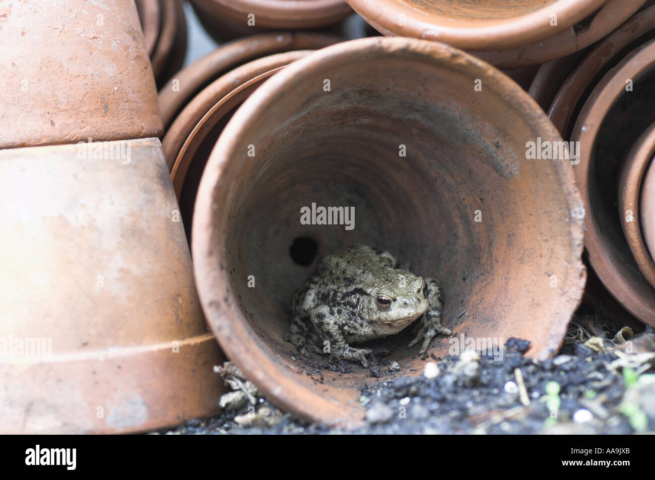 Il rospo comune Bufo bufo situato in posizione di caccia tra vasi di terracotta in serra Norfolk Regno Unito Aprile Foto Stock