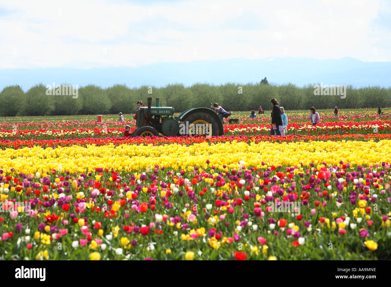 Pattino di legno tulip festival Woodburn, Oregon. Foto Stock