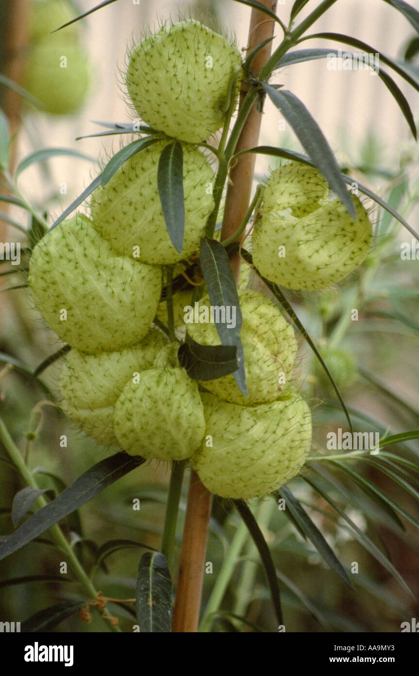 Cotone a palloncino Bush frutta, Asclepias physocarpa aka Gomphocarpus physocarpus Apocynaceae, Africa Sud-est Foto Stock