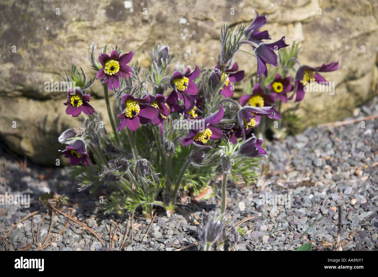 Fiore europeo di Pasque, Pulsatilla vulgaris Foto Stock