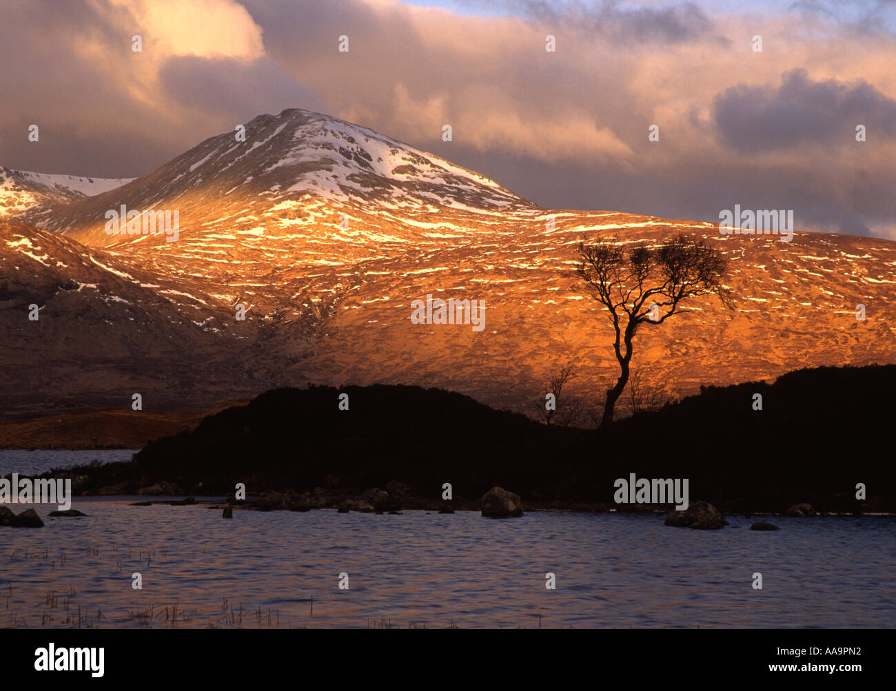 Silhouette di Lone Tree sul Rannoch Moor Foto Stock