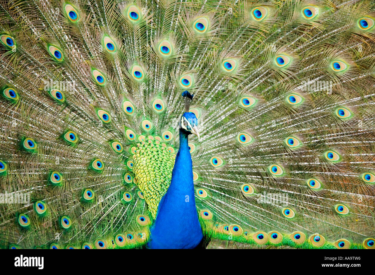 Indian Blue Peacock Pavo Fasianidi Foto Stock