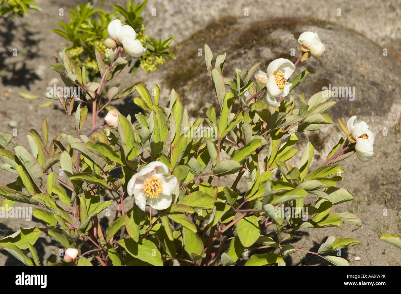 Fiori bianchi di soggetti di razza caucasica Peonia Molly la Strega - Paeonia Mlokosewitschii o daurica, gamma del Caucaso, Asia Foto Stock