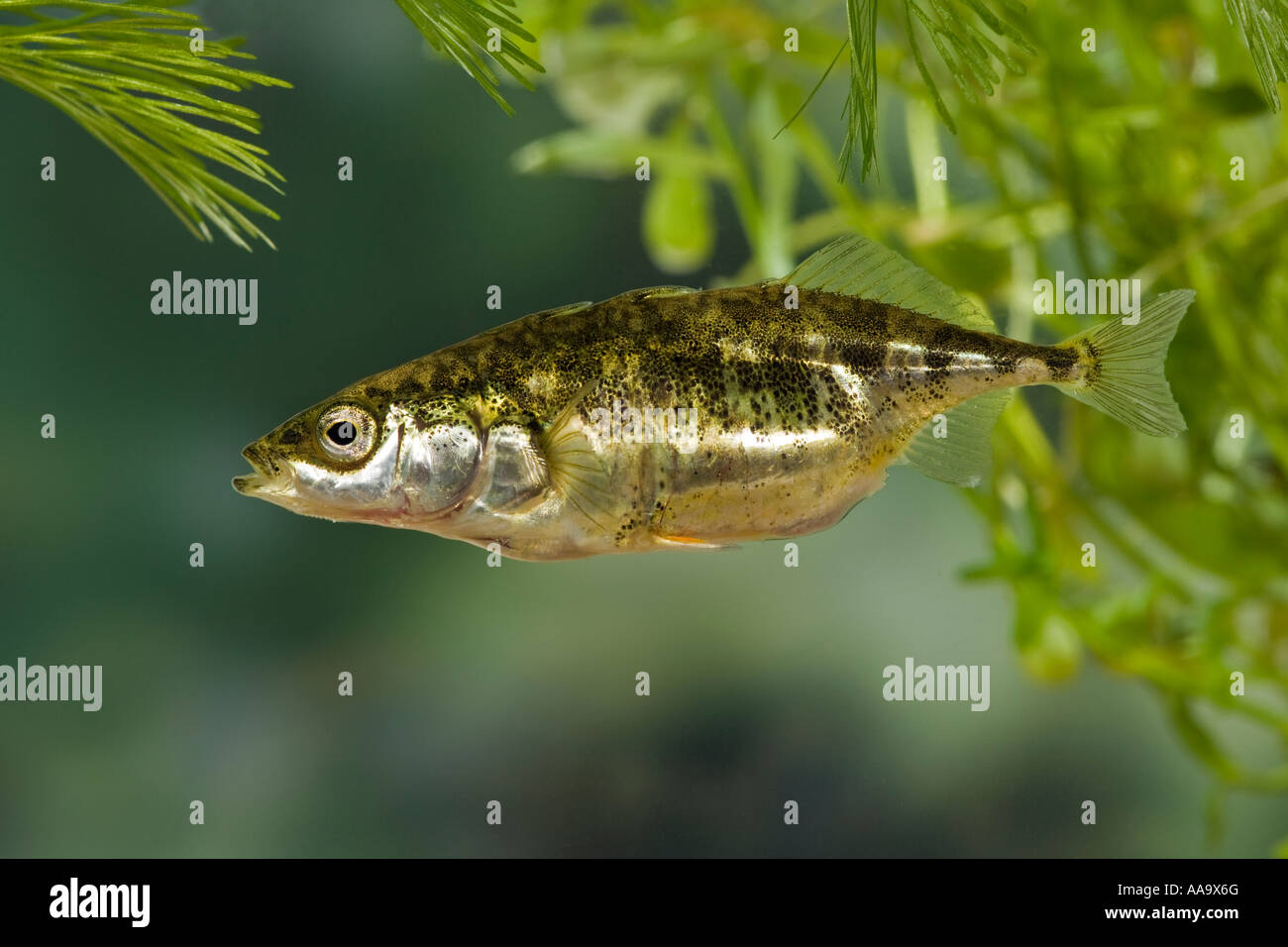 Tre-spined stickleback, Gasterosteus aculeatus in acqua con erbaccia e bella fuori fuoco sfondo Ashwell Hertfordshire Foto Stock