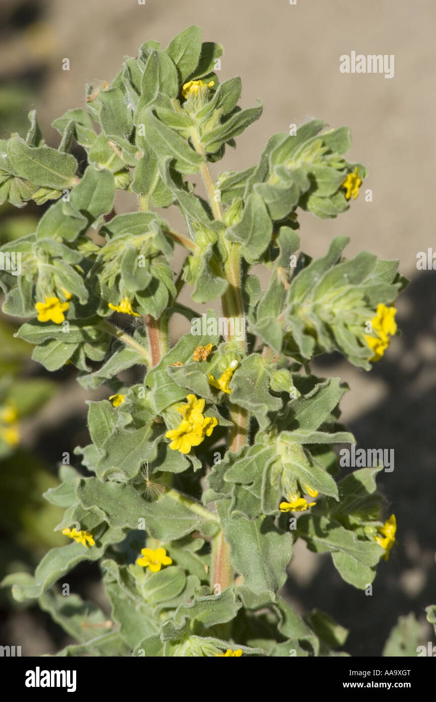 Molla di giallo dei fiori di giallo bugloss; Giallo gromwel - Boraginaceae - Alkanna orientalis Foto Stock