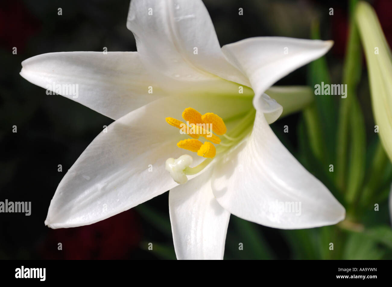 Madonna Bianca Giglio Lilium candidum flower Foto Stock