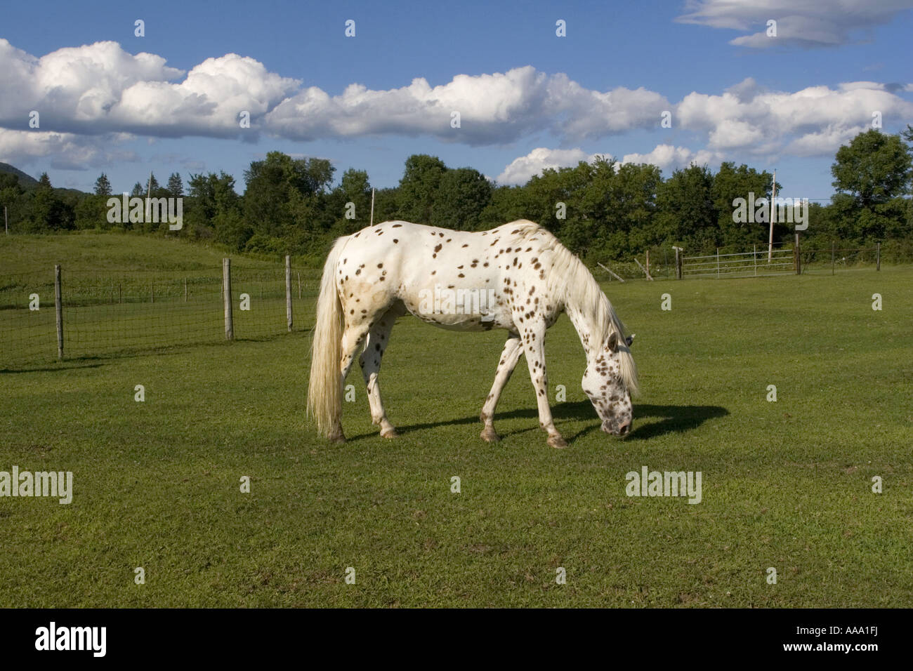 Cavallo al pascolo in un pascolo nel sud del Vermont USA Foto Stock