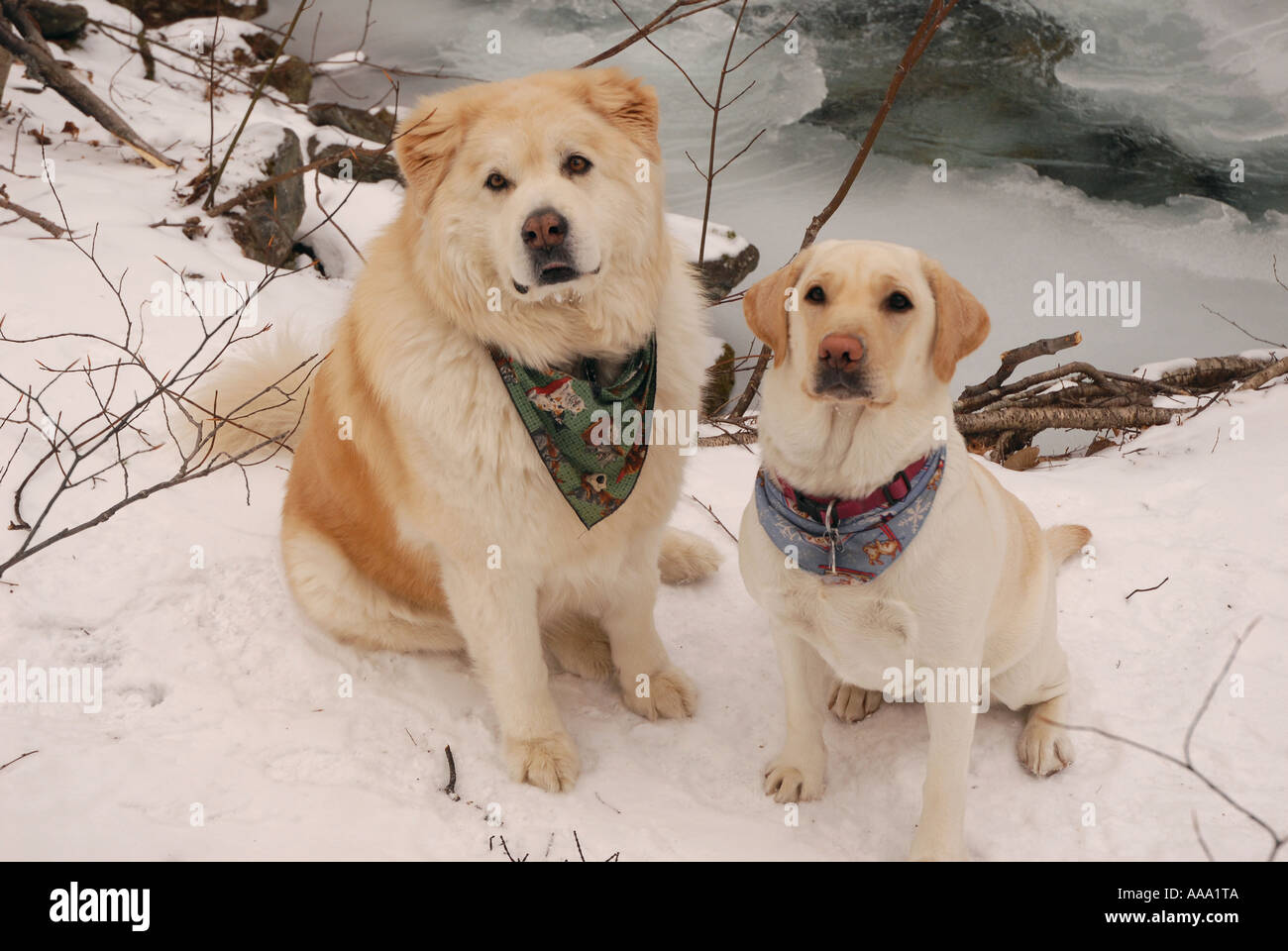 Due cani bianchi sedersi sulla neve nel New England. Foto Stock