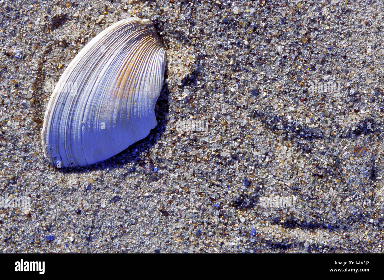 Frammento di Shell in sabbia Foto Stock