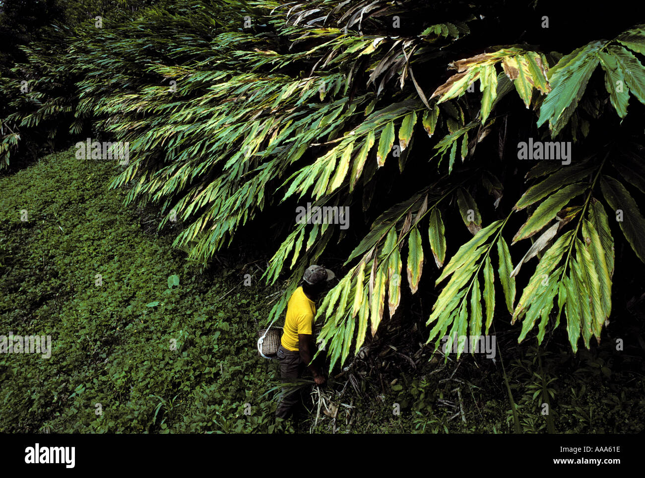 Impianti di cardamomo in Guatemala Foto Stock