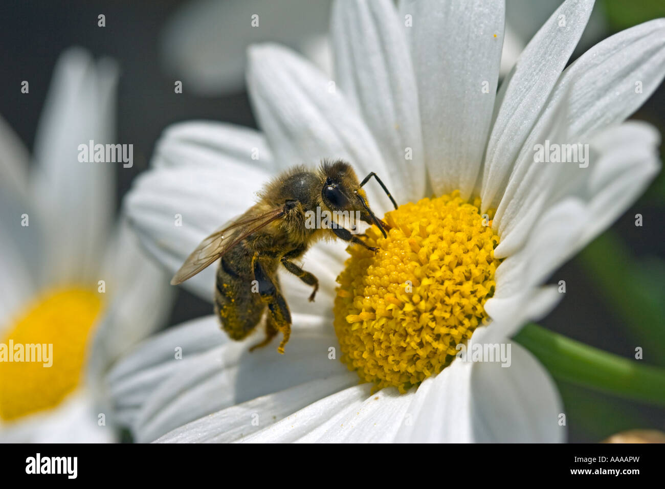 Il miele delle api su un fiore maguerite in un giardino inglese Foto Stock