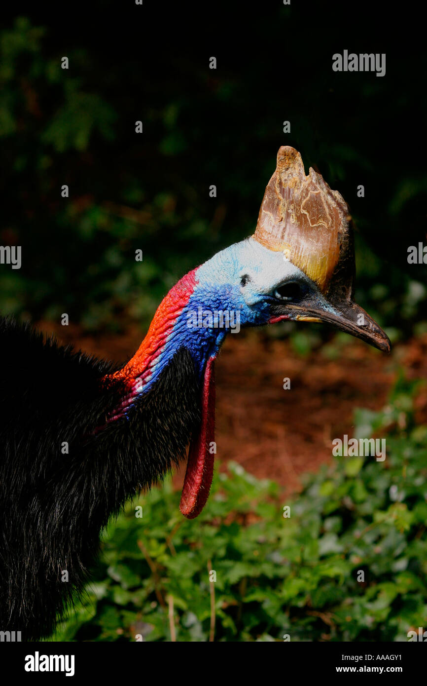 Casuario Casuario casuarius meridionale uccelli bird casuariiformes casuaridae australia australasia potenza colore potente Foto Stock