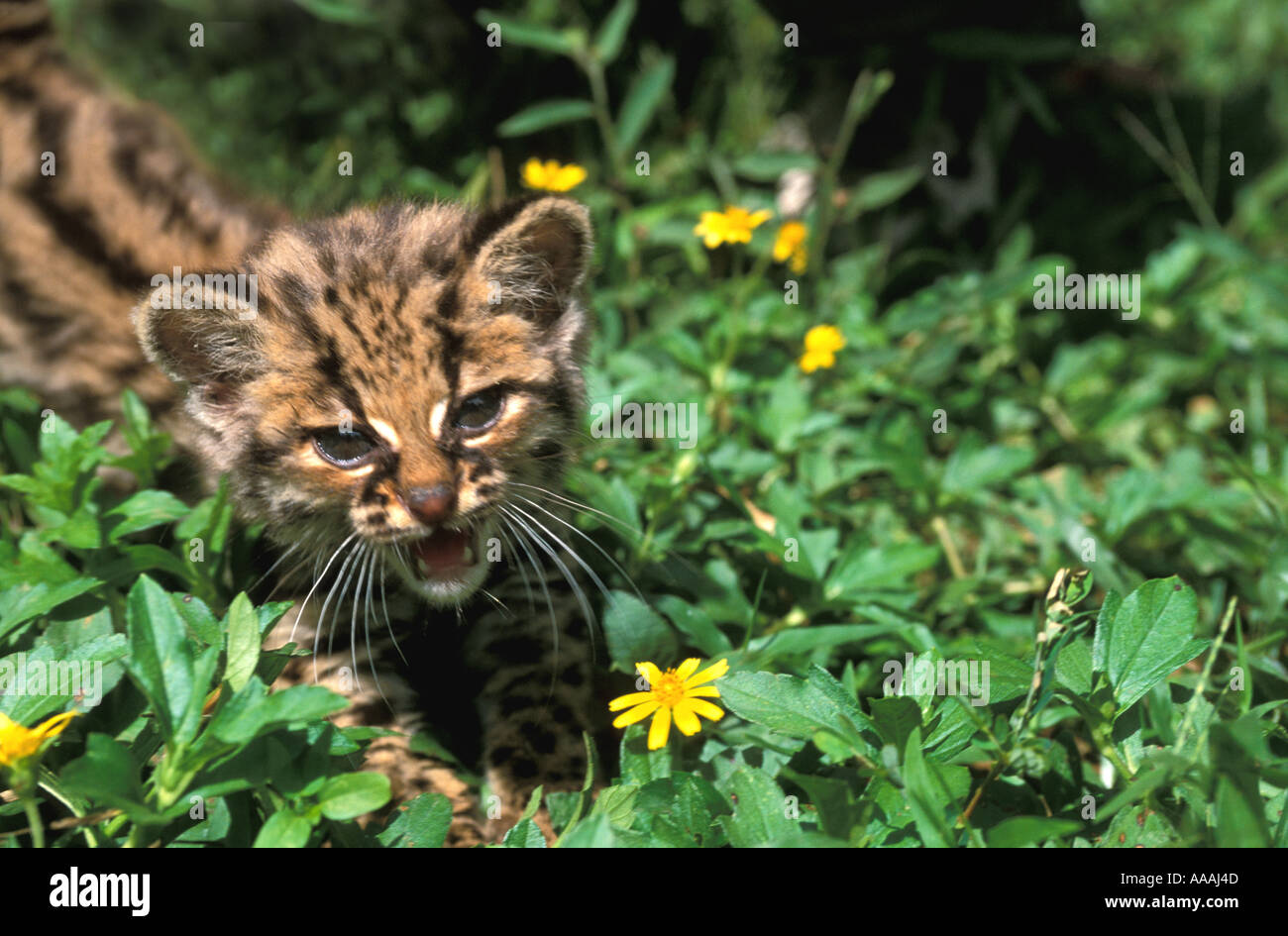 Honduras Margay Cub in piedi di fiori selvaggi gatti animale in orizzontale Foto Stock