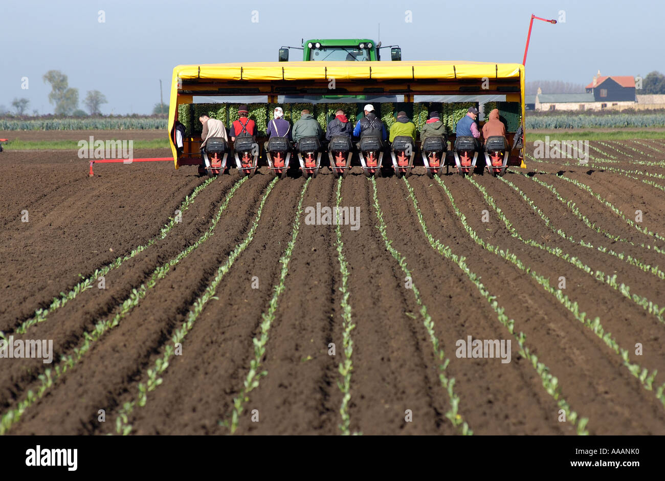 I lavoratori migranti lettoni di piantare i cavoli cappucci Foto Stock