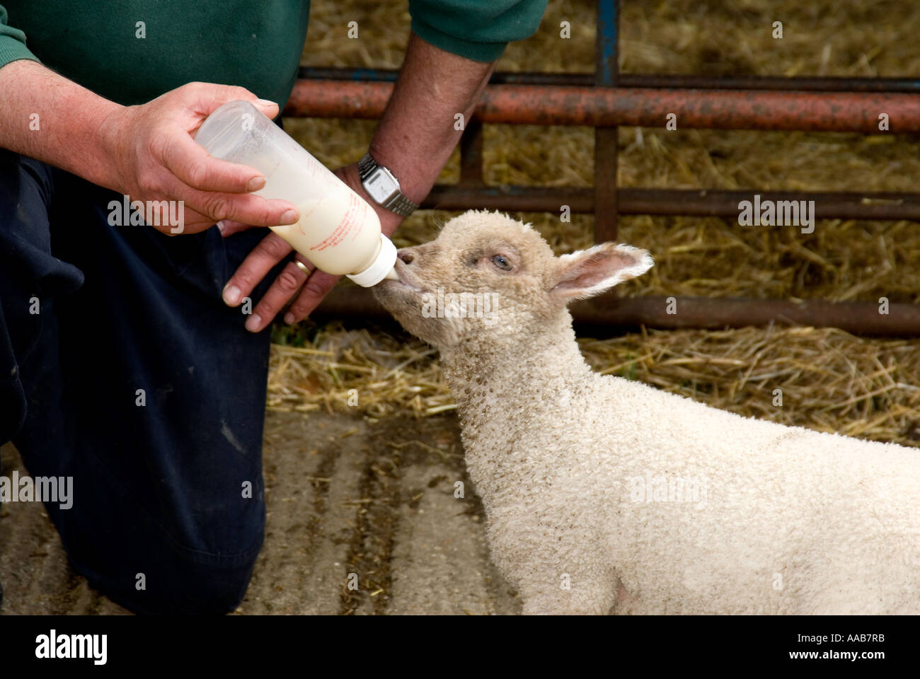 Agnello bottiglia essendo alimentato Foto Stock