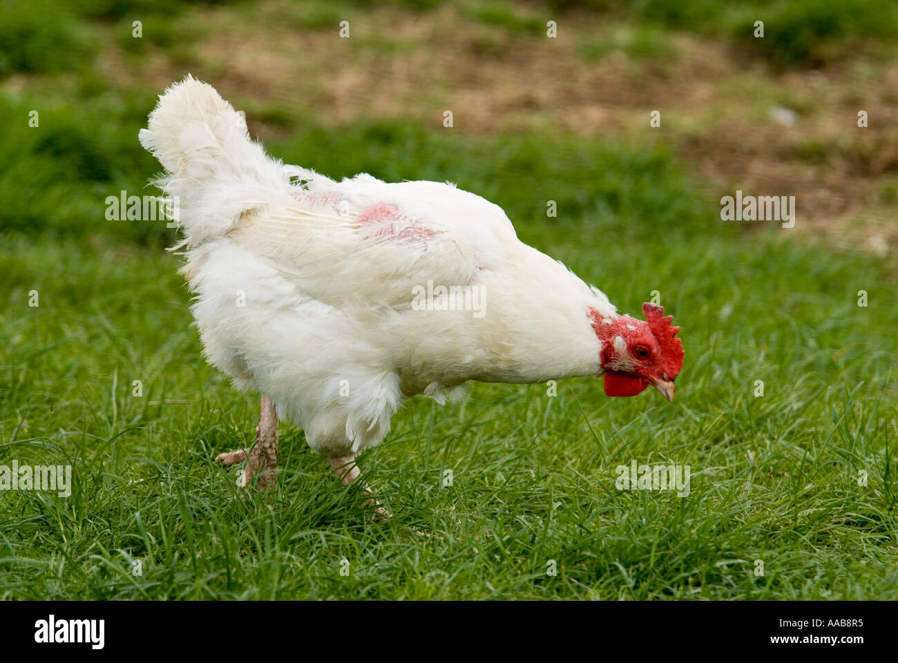 Pollo Foto Stock