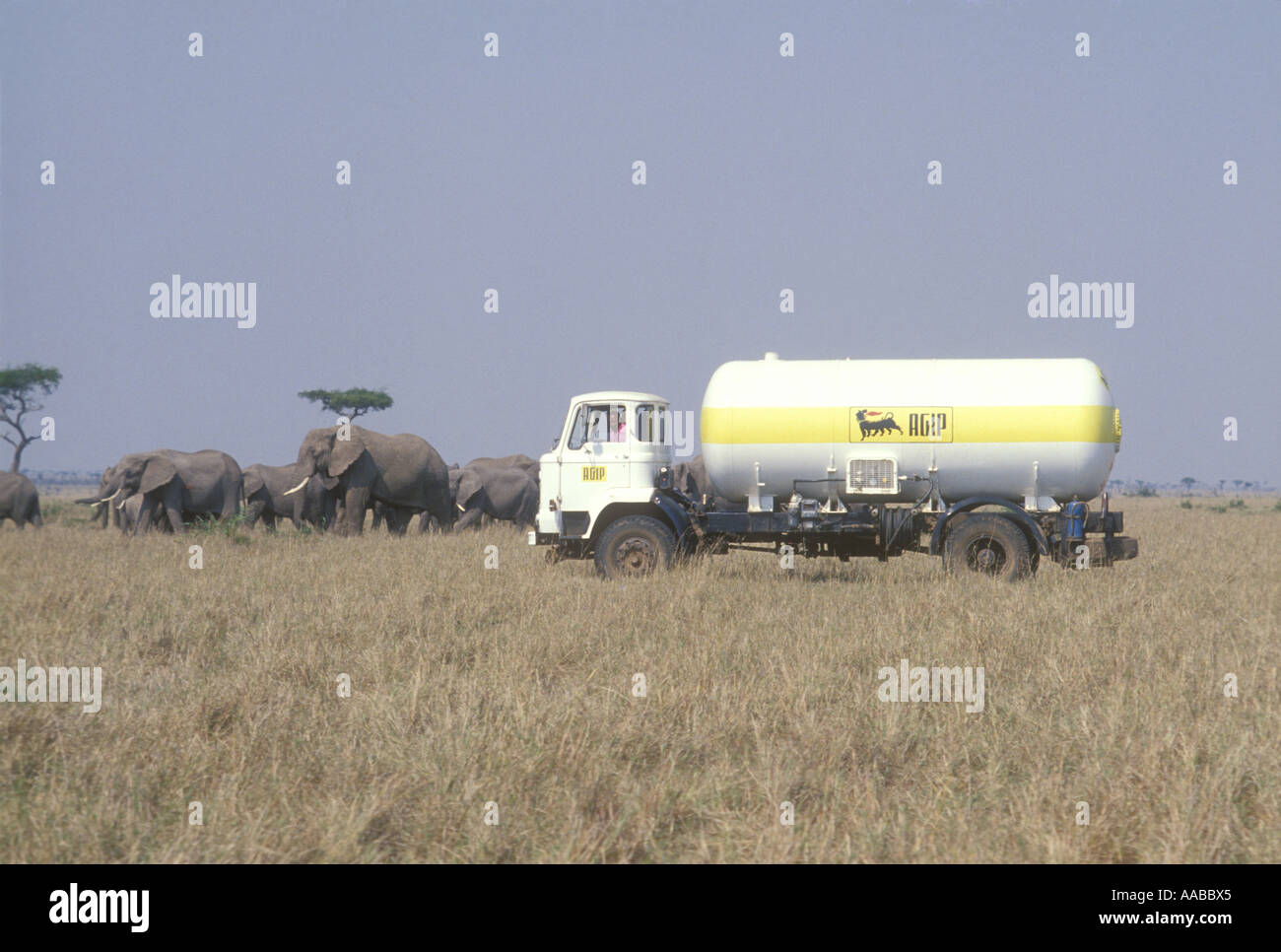 Elephant vicino al gas Agip Tanker Masai Mara riserva nazionale del Kenya Africa orientale Foto Stock