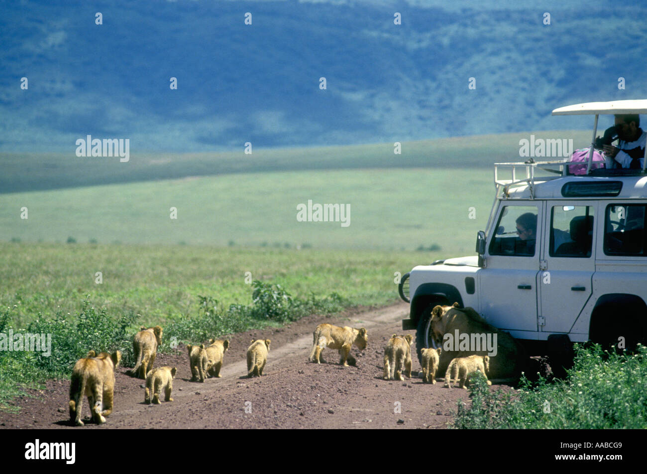 Gruppo di nove lion cubs vicino alle vetture turismo del cratere di Ngorongoro Tanzania Foto Stock