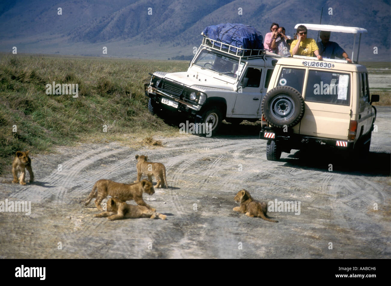 Cinque cuccioli di Lion su strada sterrata in prossimità di veicoli turistici del cratere di Ngorongoro Tanzania Africa orientale Foto Stock