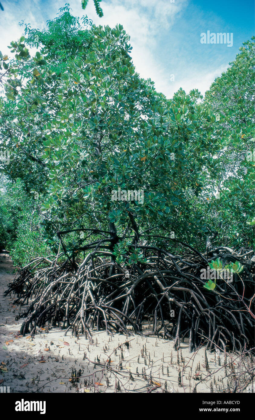 Alberi di mangrovie che mostra le radici con la bassa marea vicino Kiwaiyu costa del Kenya Africa orientale Foto Stock