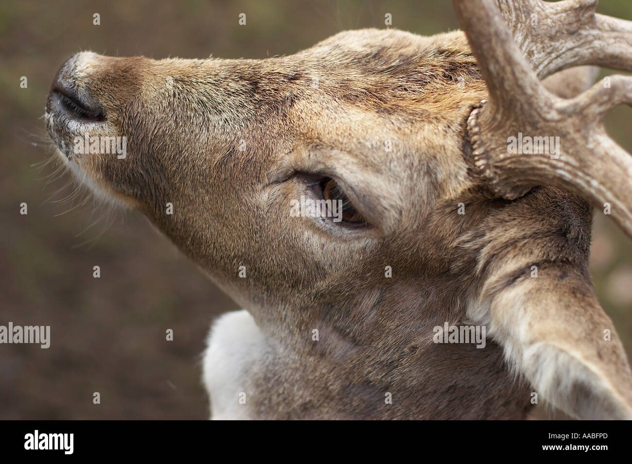 daino Foto Stock